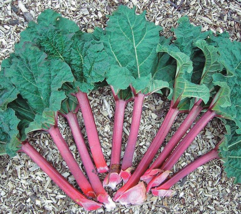 Rheum x 'German Wine' German Wine Rhubarb