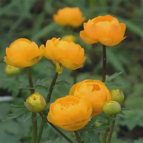 Trollius Orange Princess