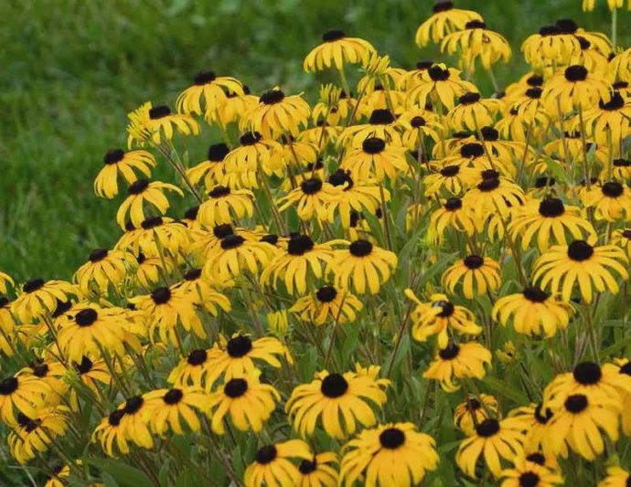 Rudbeckia x fulgida 'American Goldrush' American Goldrush Black-Eyed Susan