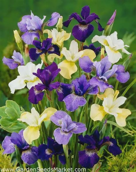 Sibirian Iris ... Iris Sibirica mix