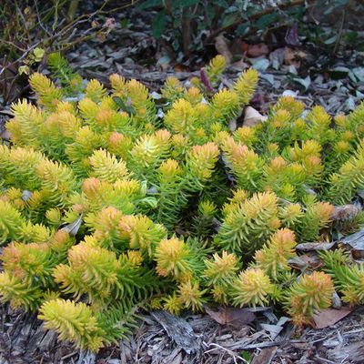Sedum repestre 'Angelina' Angelina Stonecrop