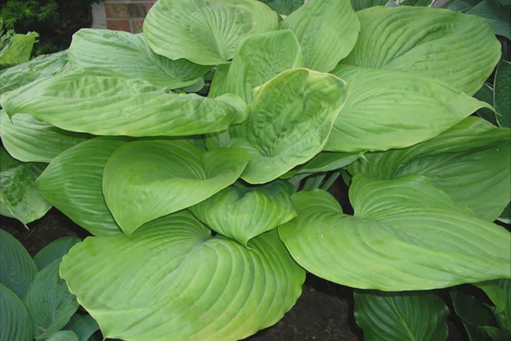 Hosta 'Sum and Substance' Sum and Substance Hosta