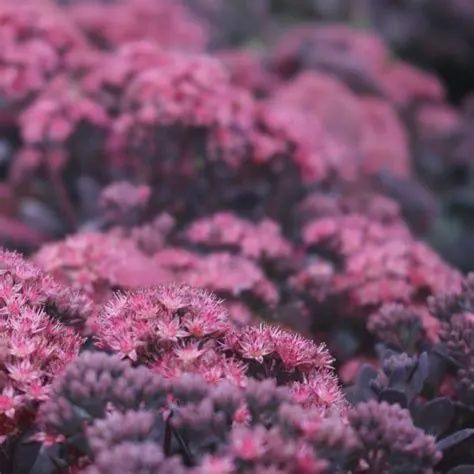 Sedum Sunsparkler® 'Plum Dazzled' Sunsparkler® Plum Dazzled Stonecrop