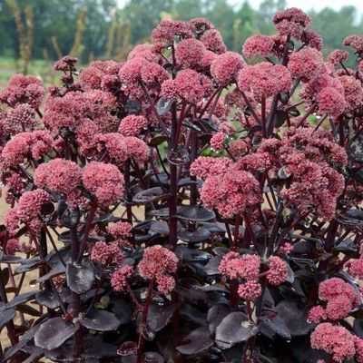 Sedum 'Night Embers' Night Embers Stonecrop