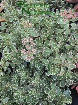 Sedum spurium 'Tricolor' Tricolor Stonecrop