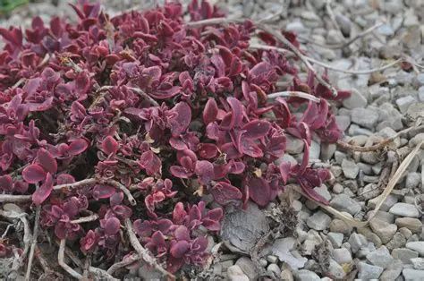 Sedum Sunsparkler® 'Wildfire' Sunsparkler® Wildfire Stonecrop