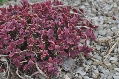 Sedum Sunsparkler® 'Wildfire' Sunsparkler® Wildfire Stonecrop
