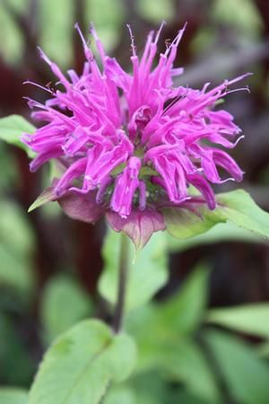 Monarda Blue Stocking