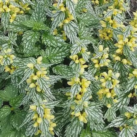 Lamiastrum galeobdolon 'Herman's Pride' Herman's Pride False Lamium