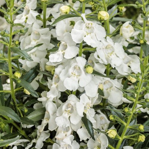 Angelonia Angelface® 'White Improved' Angelface®White Improved Summer Snapdragon