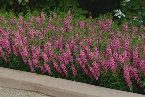 Angelonia Archangel™ 'Fuchsia' Archangel™ Fuchsia summer Snapdragon