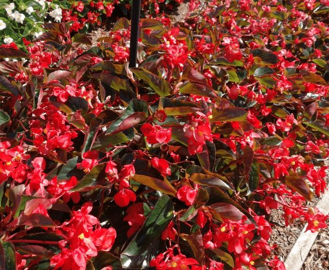 Begonia Dragon Wings® 'Red' Dragon Wings® Red Begonia