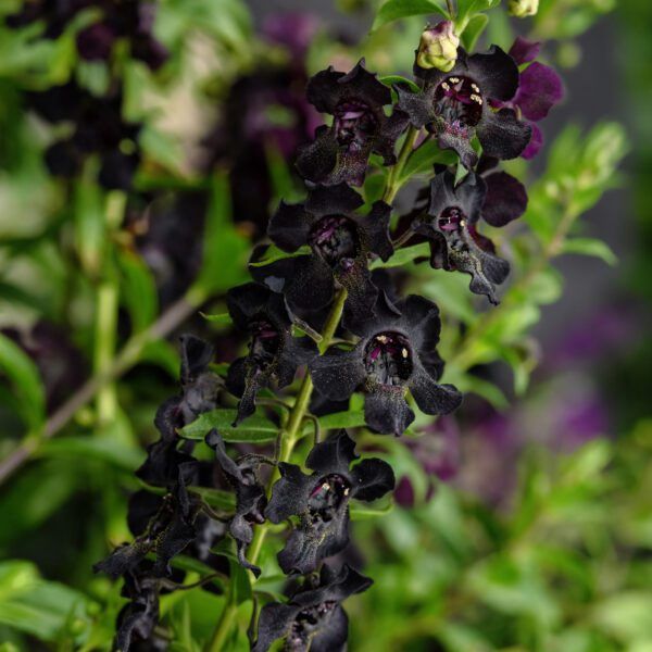 Angelonia Angelfire™ 'Black' Angelfire™ Black Summer Snapdragon