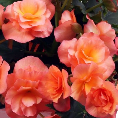 Begonia hiemalis® 'Apricot' Solenia® Apricot Begonia