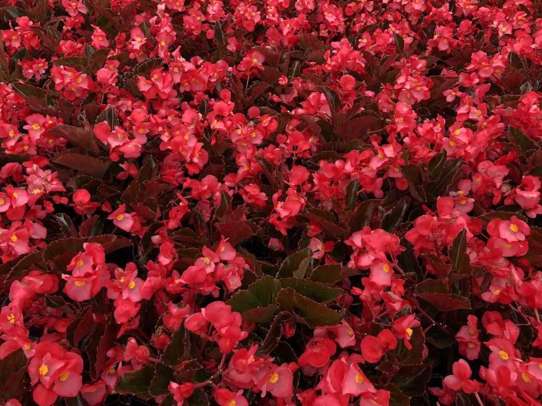 Begonia Whopper® 'Rose with Bronze Leaf' Whopper® Rose with Bronze Leaf Begonia