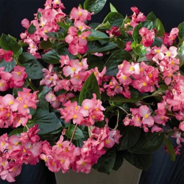 Begonia Whopper® 'Rose with Green Leaf' Whopper® Rose with Green Leaf Begonia