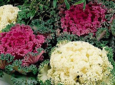 Brassica oleracea 'Nagoya Mix' Nagoya Mix Flowering Kale