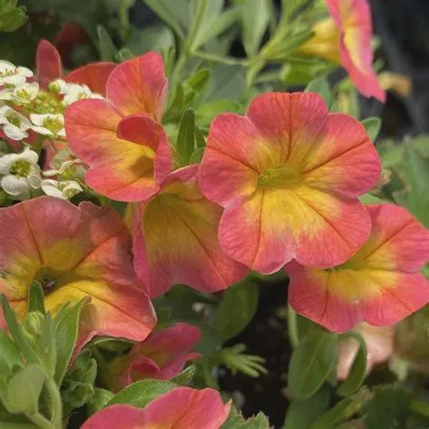 Calibrachoa Superbells® 'Coral Sun' Superbells® Coral Sun Calibrachoa