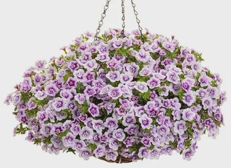 Calibrachoa Superbells® 'Double Twilight' Superbells® Double Twilight™ Calibrachoa