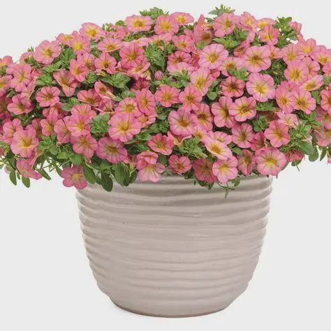 Calibrachoa Superbells® 'Honeyberry' Superbells® Honeyberry™ Calibrachoa