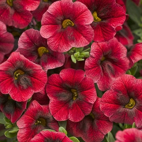Calibrachoa Superbells® 'Pomegranate Punch' Superbells® Pomegranate Punch™ Calibrachoa