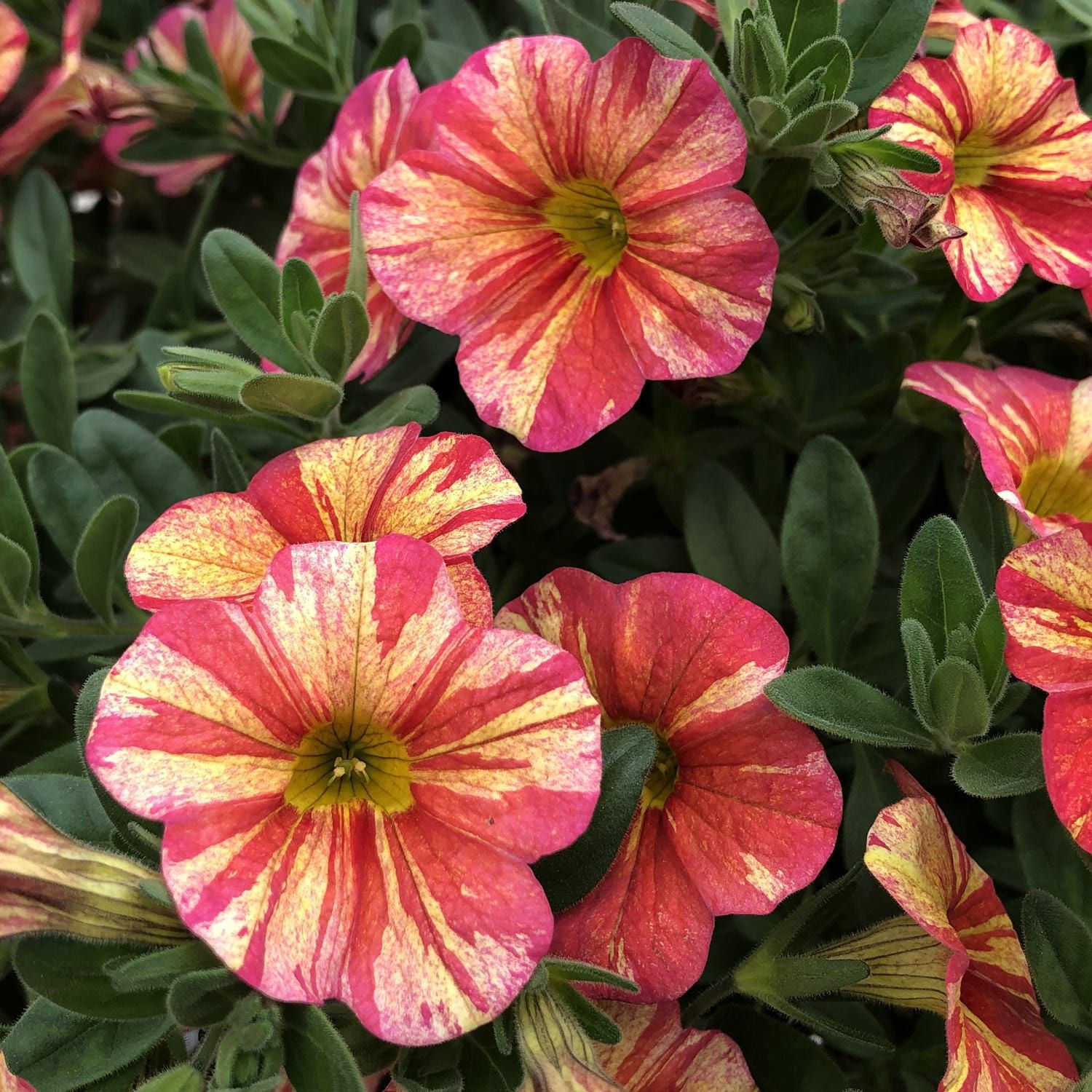 Calobrachoa Superbells® 'Tropical Sunrise' Superbells® Tropical Sunrise Calibrachoa