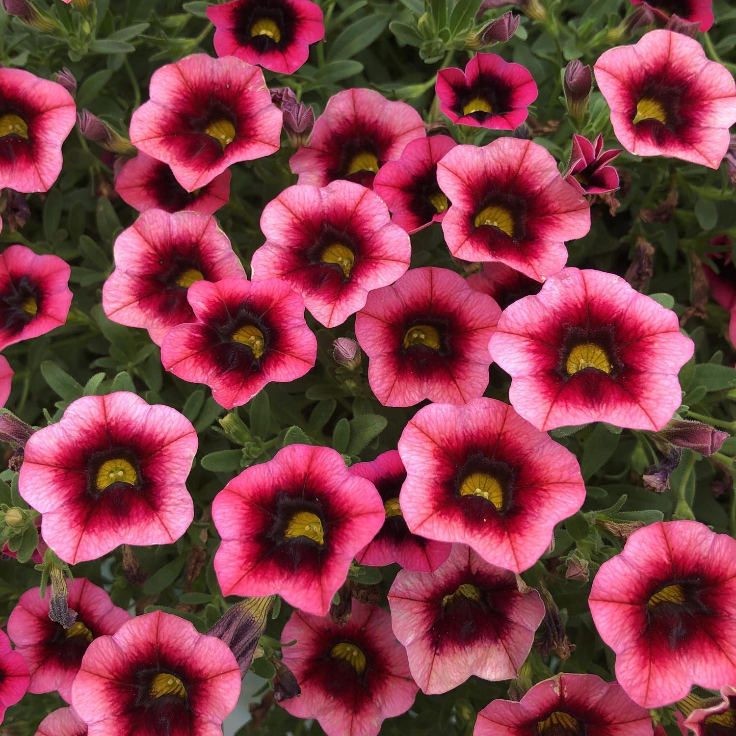 Calibrachoa Superbells® 'Watermelon Punch' Superbells® Watermelon Punch™ Calibrachoa