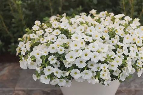 Calibrachoa Superbells® 'White' Superbells® White Calibrachoa