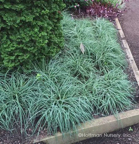 Carex flacca 'Blue Zinger' Blue Zinger Sedge Grass