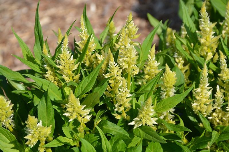 Celosias argentea va. plumsosa Kelos™ 'Fire Lime' Kelos™ Fire Lime Celosia