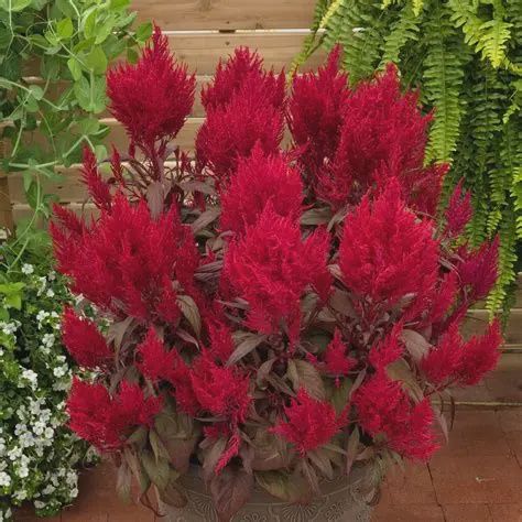 Celosia argentea plumosa "Dragon's Breath' Dragon's Breath Celosia