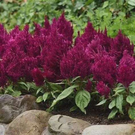 Celosia spicata Kelos™ 'Fire Purple' Kelos™ Fire Purple Celosia
