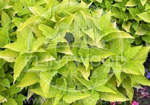 Coleus ColorBlaze® 'Lime Time' ColorBlaze® Lime Time® Coleus