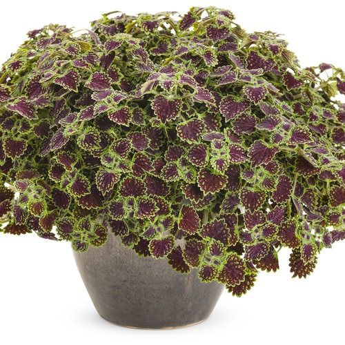 Coleus ColorBlaze® 'Chocolate Drop' ColorBlaze® Chocolate Drop Coleus