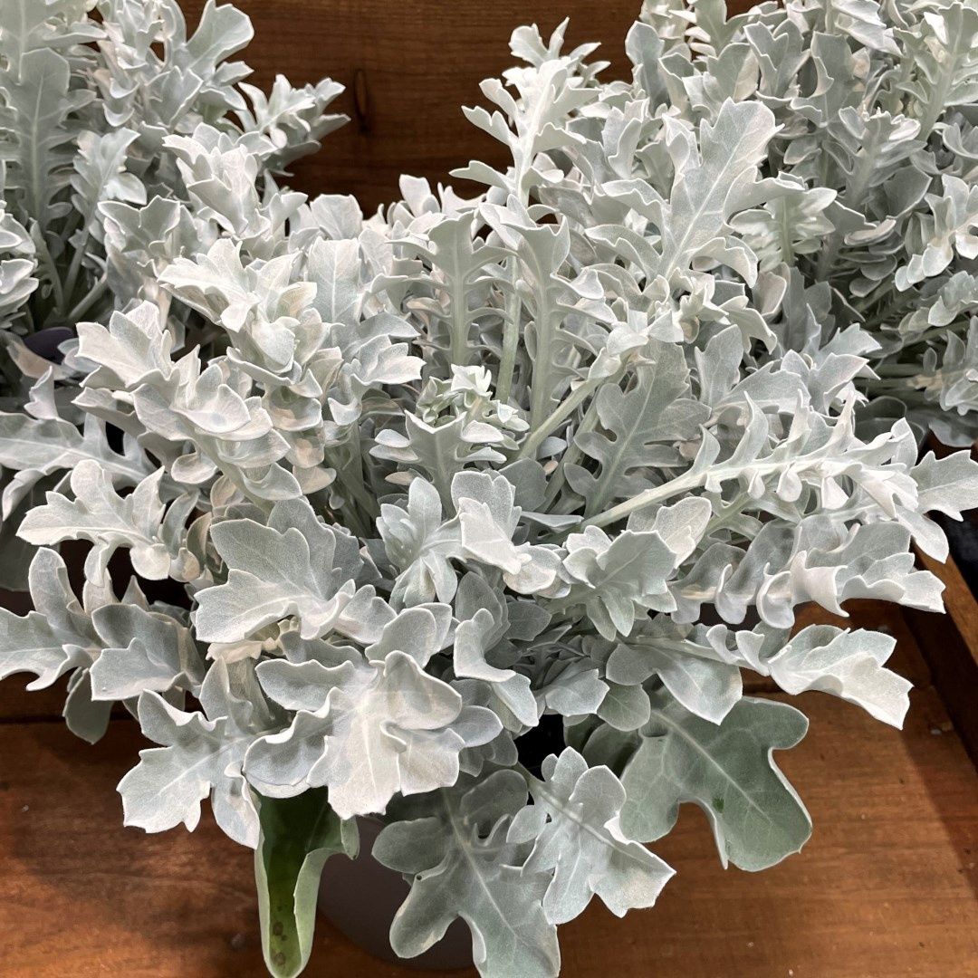 Centaurea ragusina 'Silver Swirl' Snowflake Dusty Miller