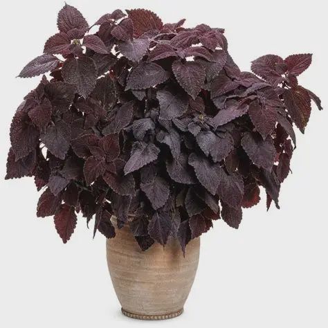 Coleus ColorBlaze® 'Newly Noir' ColorBlaze® Newly Noir™ Coleus