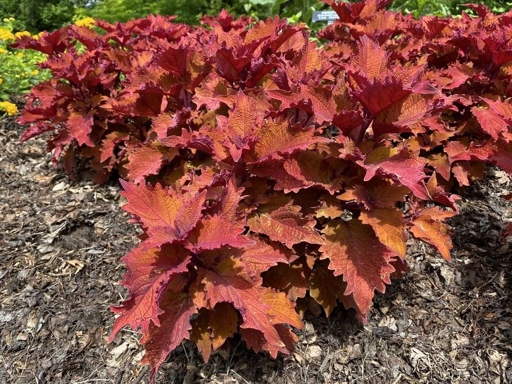 Coleus ColorBlaze® 'Wicked Hot' ColorBlaze Wicked Hot® Coleus