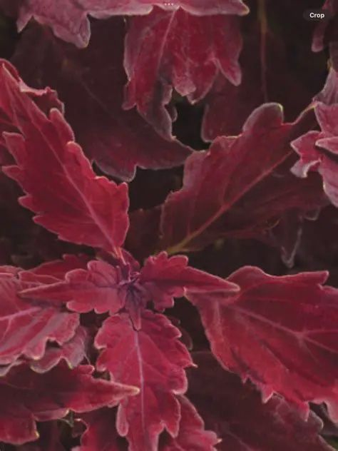 Coleus ColorBlaze® 'Royale Cherry Brandy' ColorBlaze® Royale Cherry Brandy Coleus