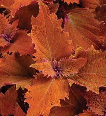 Coleus ColorBlaze® 'Sedona Sunset' ColorBlaze® Sedona Sunset™ Coleus