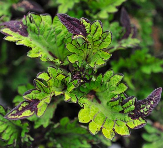 Coleus Main Street 'Rodeo Drive' Main Street Rodeo Drive Coleus