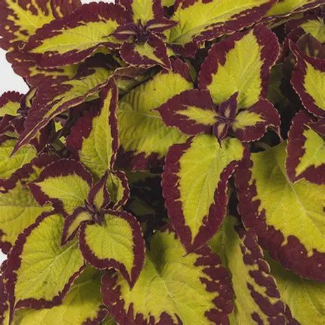 Coleus Stained Glassworks™ 'Velvet' Stained Glassworks™ Velvet