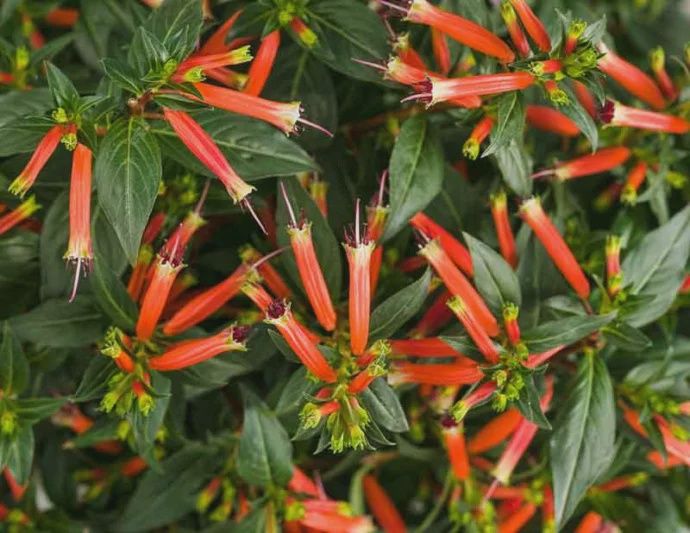 Cuphea x 'Vermillionaire' Vermillionaire® Firecracker Plant