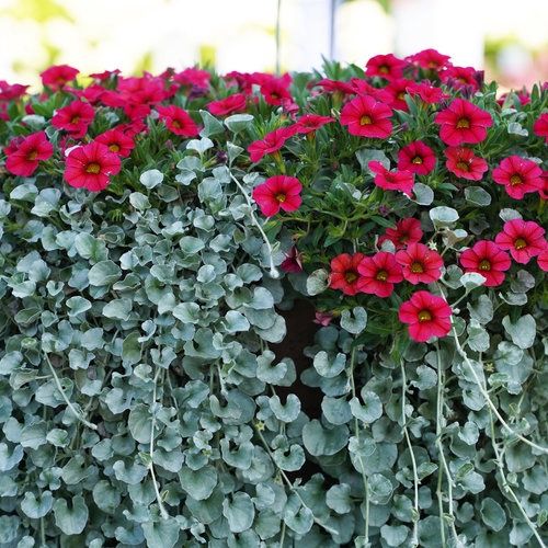 Dichondra agrentea 'Silver Falls' Silver Falls (Proven Accents®)