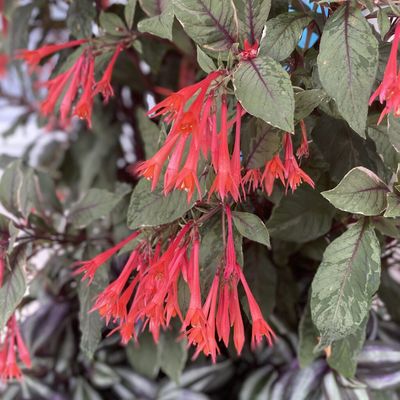 Fuchsia 'Firecracker' Firecracker Upright Fuchsia