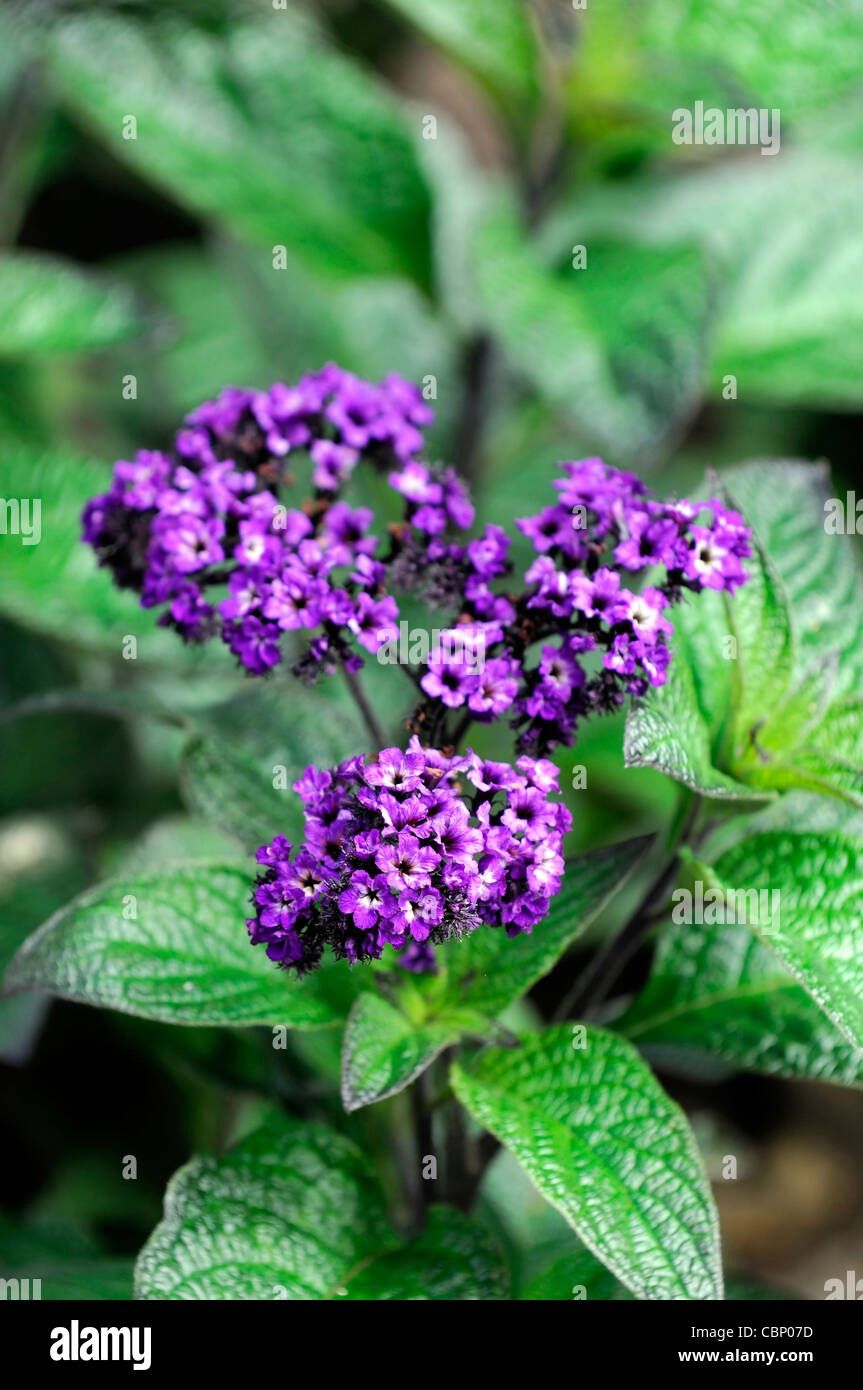 Heliotropium arborescens 'Marine' Marine Heliotrope