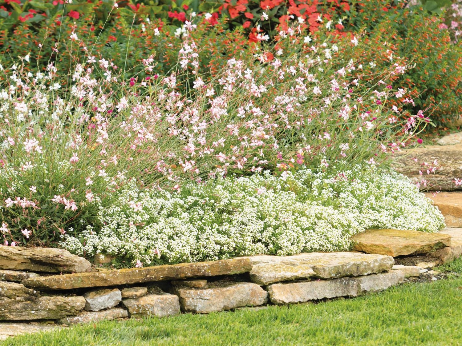 Gaura lindeheimeri Stratosphere™ 'Gaudpin' Stratosphere™ Pink Picotee Wand Flower