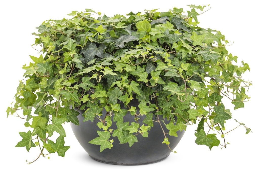 Hedera helix 'Patricia' Partricia® Ivy