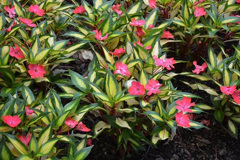 Impatiens hawkeri Sunstanding® 'Jazzy Coral' Sunstanding® Jazzy Coral Impatiens