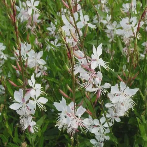 Gaura lindheimeri 'Stratosphere™ White' Stratosphere™ White Butterfly Flower