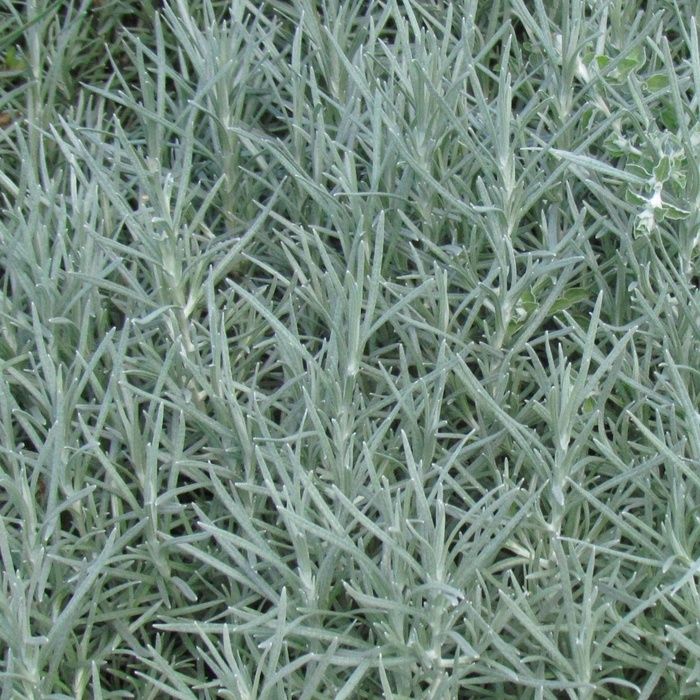 Helichrysum thianschanicum 'Icicles Licorice' Icicles Licorice Plant (Proven Accents